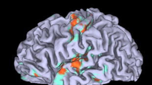 Visto nel cervello il circuito che regola il comportamento