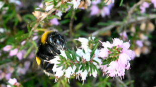 Small bees better at coping with warming, bumblebees struggle: study