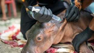 Colombian baby hippo of Escobar stock dies after rescue