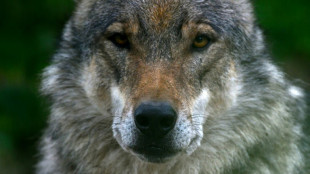 Länder dringen auf weitergehende Regelungen zum Abschuss von Wölfen