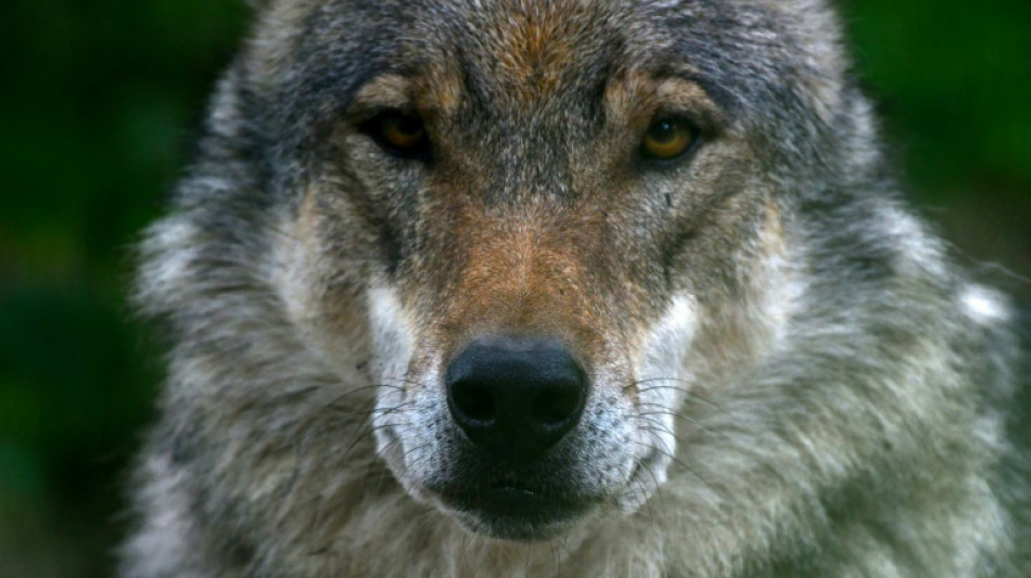 Mecklenburg-Vorpommerns Umweltminister Backhaus droht Anklage wegen Wolfstötung