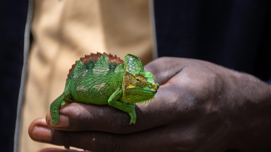 Nervi come fili di telefono dietro la vista a 360&deg;dei camaleonti