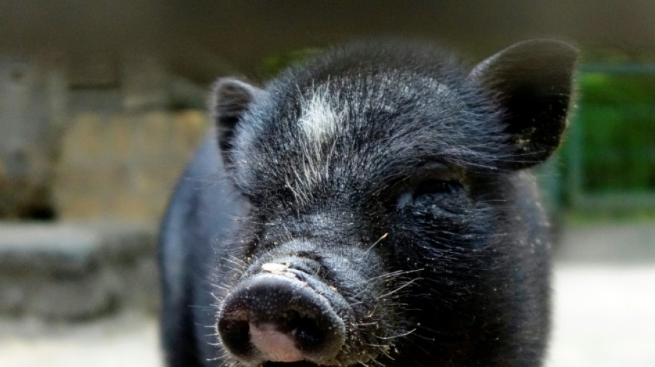 Thüringen: Frau findet Hängebauchschwein auf Garagendach