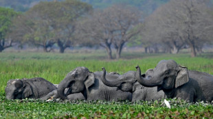 India hunts rampaging elephant that killed 20 people