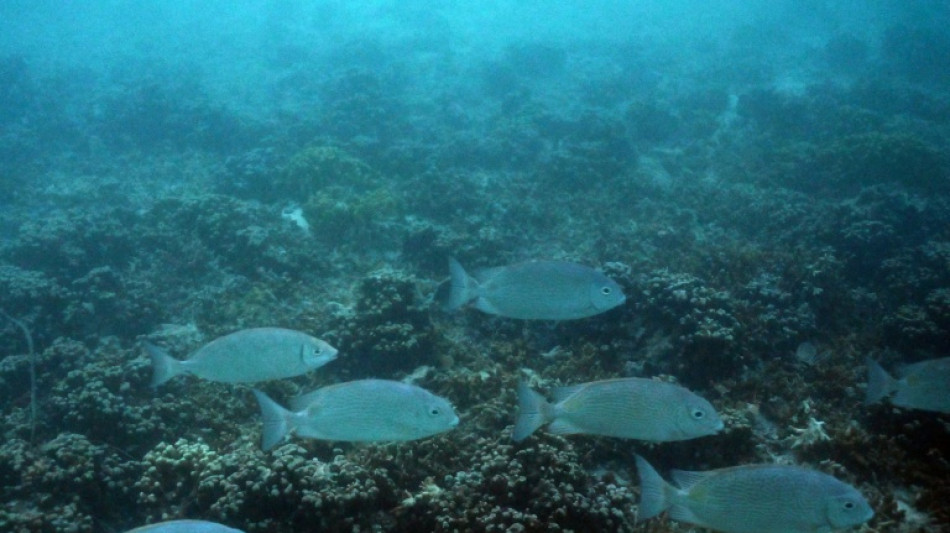 Pacific islands to face food shortages over global warming: scientists