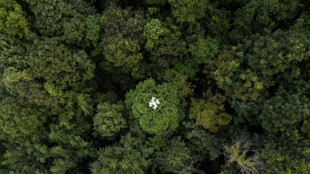 Drones help solve forest carbon capture riddle