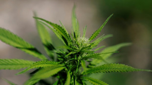 Aachen: Wasserschaden f&uuml;hrt zu Cannabisplantage mit mehr als 700 Pflanzen