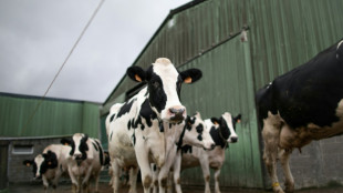 K&uuml;he brechen durch Stallboden ein: Feuerwehr rettet Tiere aus G&uuml;llegrube