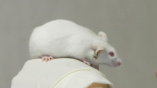 Dalla terapia genica speranze per 2 malattie neurodegenerative