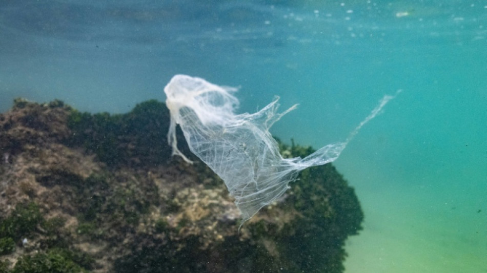 Une dose infime de plastique peut tuer la faune marine, alerte une &eacute;tude
