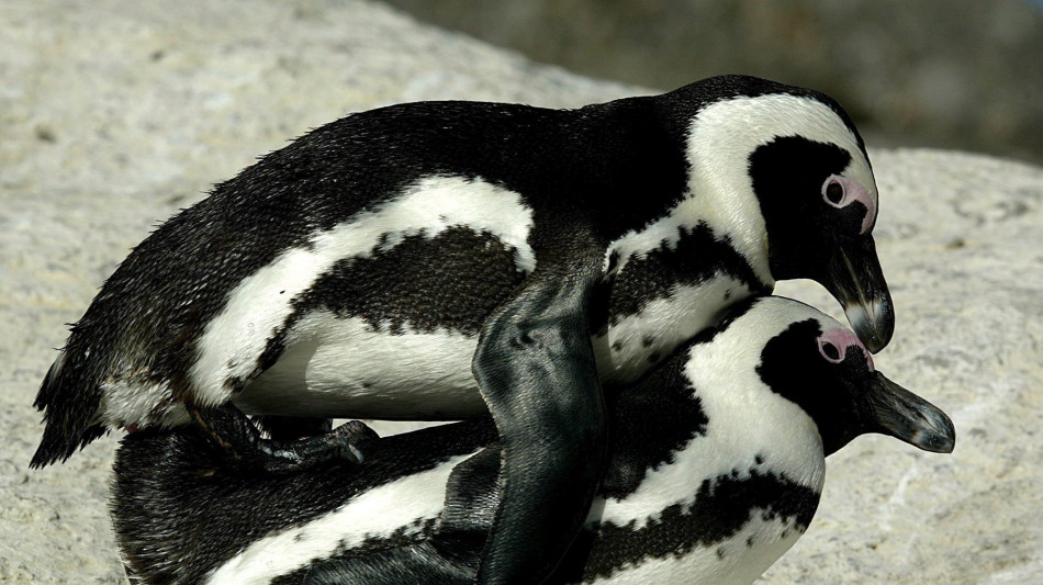 I pinguini 'vedono' i suoni, capacit&agrave; utile per vivere nelle colonie