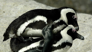 I pinguini 'vedono' i suoni, capacit&agrave; utile per vivere nelle colonie