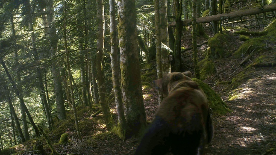 Ourse tuée dans les Pyrénées: l'heure du délibéré pour les chasseurs