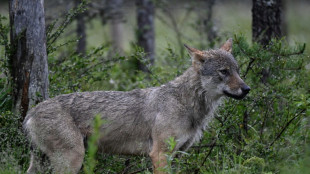 Le nombre de loups en France relativement stable en 2025, estimé à 1.082