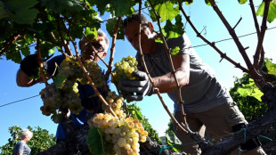 Weltweiter Trend zu Weißwein: Deutsche Winzer steigern Exportmenge