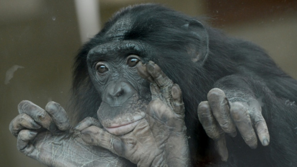 Malgr&eacute; leur r&eacute;putation pacifique, les bonobos sont agressifs, surtout envers les m&acirc;les