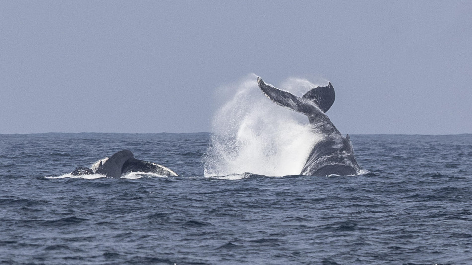 Scoperto un antenato delle balene con il muso da Pokemon