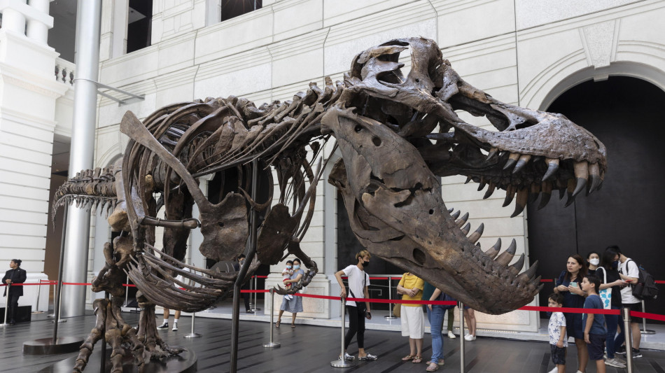 Le braccia corte del T. rex frutto di una diversa tecnica di caccia