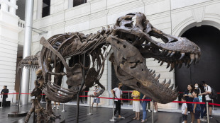Le braccia corte del T. rex frutto di una diversa tecnica di caccia
