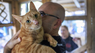 Aviaria, primo caso di trasmissione da gatto domestico a uomo