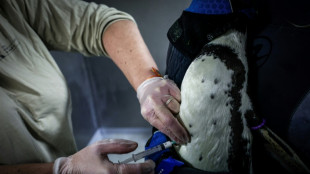 Grippe aviaire: au zoo de Paris, la campagne de vaccination bat son plein