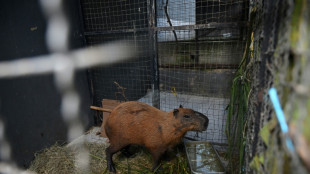 Ocho detenidos por apalear a un capibara en Rio de Janeiro