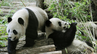 La femelle malade, retour en Chine anticipé pour le couple de pandas de Beauval