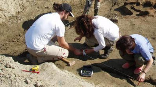 Nel Triassico un coccodrillo bipede e sdentato