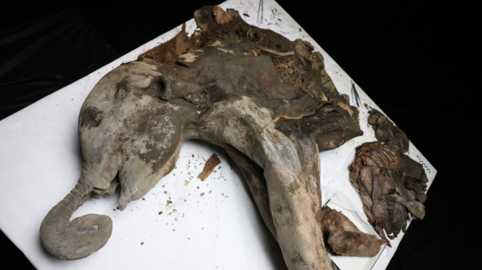 Científicos realizan una necropsia a Yana, una cría de mamut de 130.000 años de antigüedad