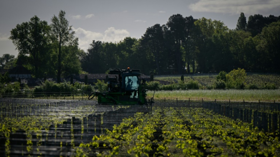 El vino europeo es el más afectado por el calentamiento global, según un estudio