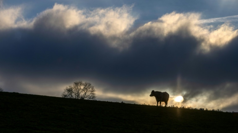 En Savoie, des milliers de vaches coincées en alpage pour cause d'épizootie