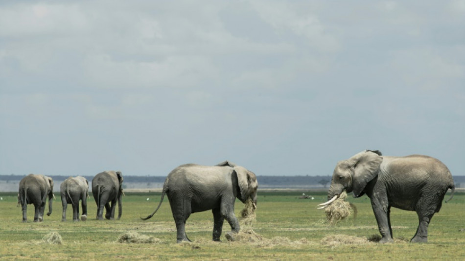 UK parliament passes trophy hunting law