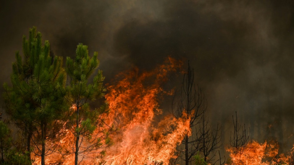 Urteil aus Rheinland-Pfalz: Heckenbrand ist kein Waldbrand