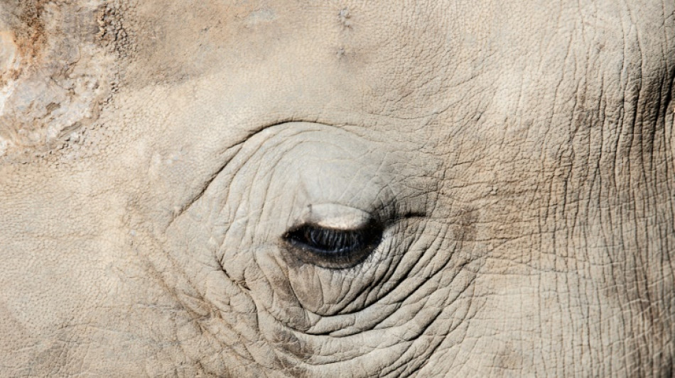South African rhino-lover seeks billionaire successor