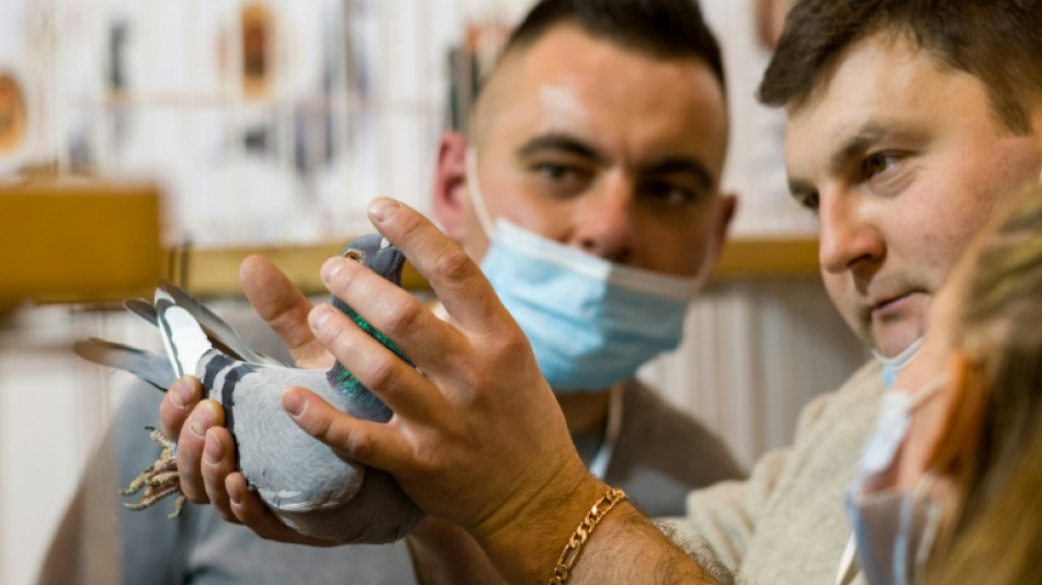 La Pologne, paradis méconnu des pigeons voyageurs