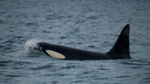 Una orca es observada cargando su cría muerta en el Pacífico