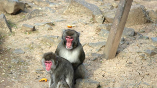 Scimmie imparano a mangiare terra per digerire il cibo dei turisti