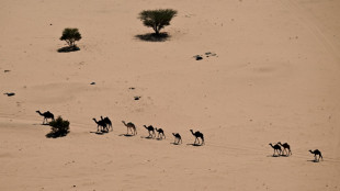 Ar&aacute;bia Saudita emitir&aacute; passaportes para camelos