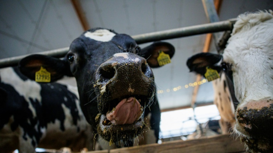 Appell an Minister Rainer: Tier&auml;rzte fordern Ende der Anbindehaltung von Rindern