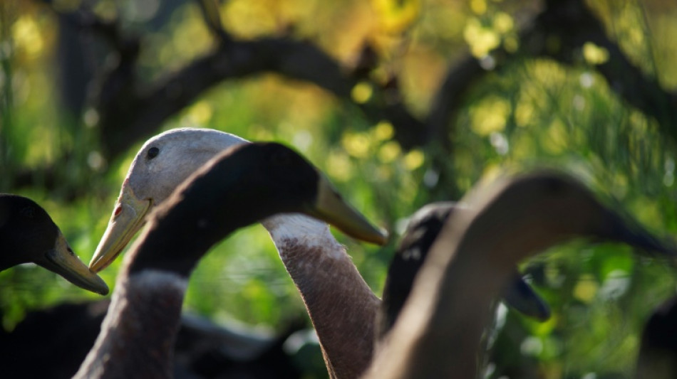 Laufenten sorgen f&uuml;r mehrere Polizeieins&auml;tze in Kempten