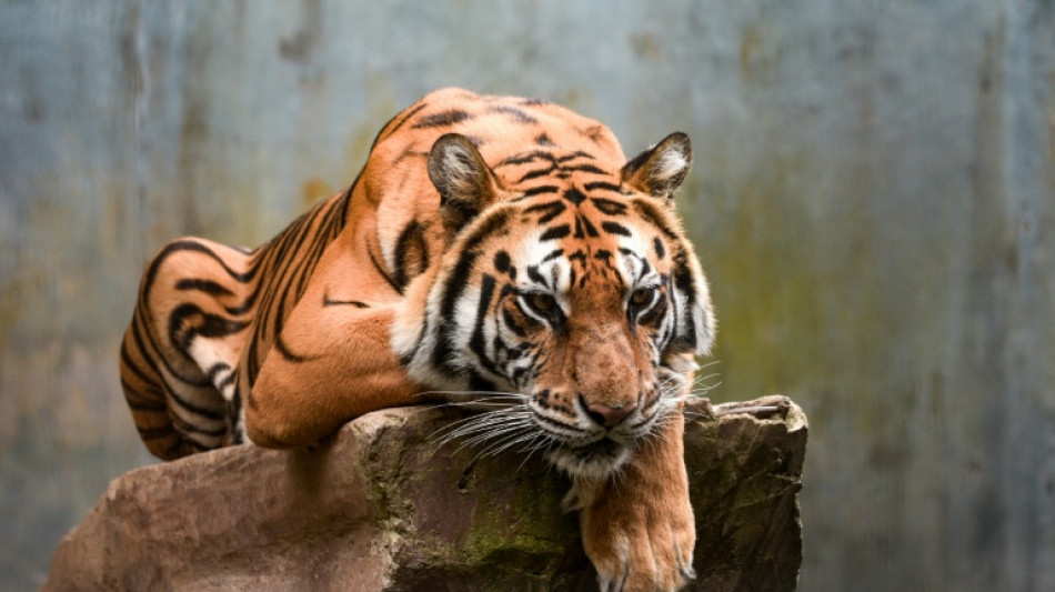 Indon&eacute;sie: deux b&eacute;b&eacute;s tigres meurent d'un virus dans un zoo de Bandung