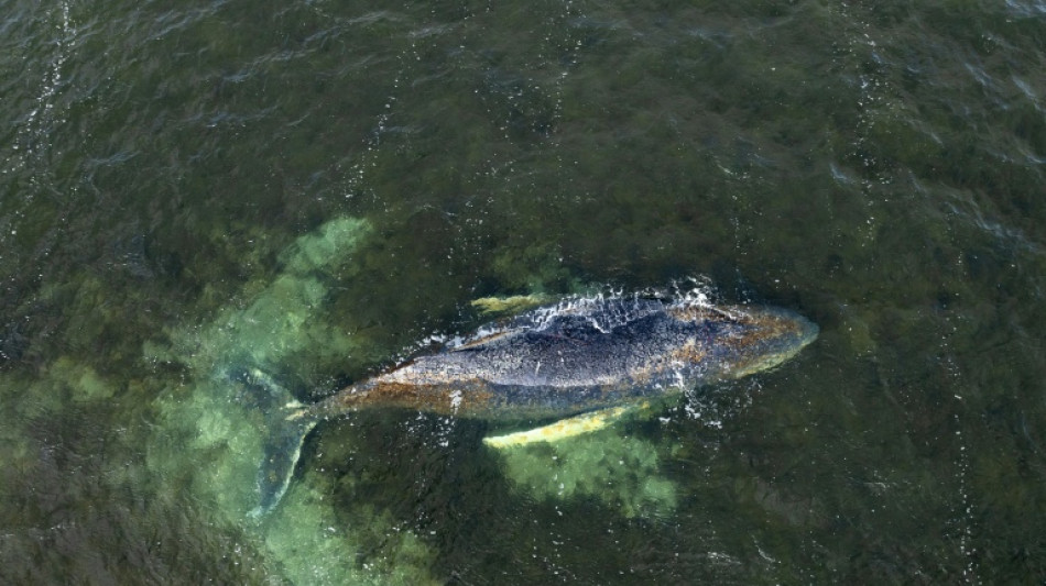 Buckelwal in Wismarer Bucht ist losgeschwommen