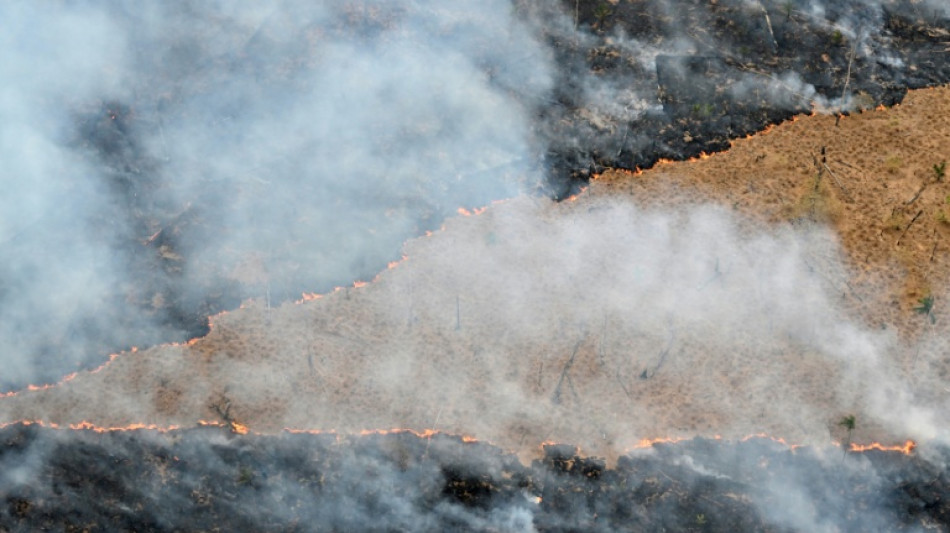 Waldzerst&ouml;rung weltweit geht rasant weiter - Aktivisten hoffen auf UN-Konferenz in Brasilien