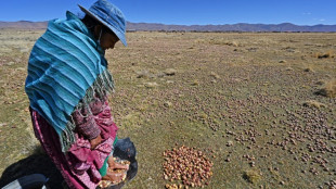 Study reveals potato's secret tomato past