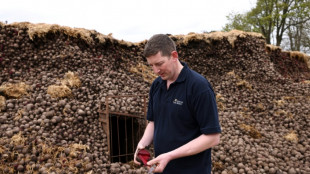 Sin compradores europeos tras el Brexit, la remolacha brit&aacute;nica se pudre