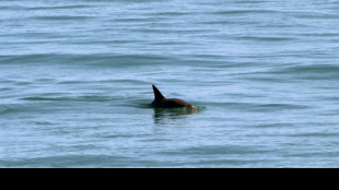 USA wollen Mexiko mittels Handelspolitik zu mehr Schutz f&uuml;r Meeresbewohner dr&auml;ngen