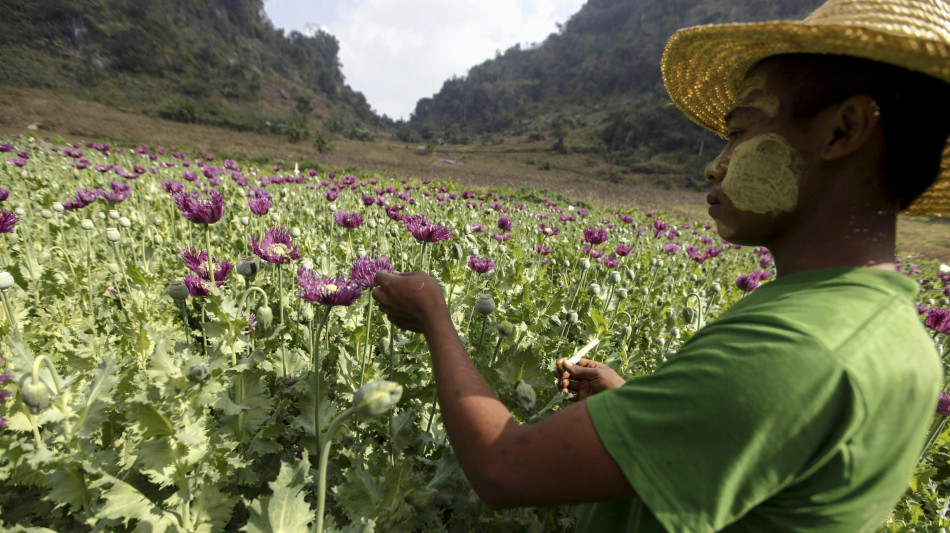 Onu, Myanmar &egrave; oggi la pi&ugrave; grande fonte mondiale di oppio