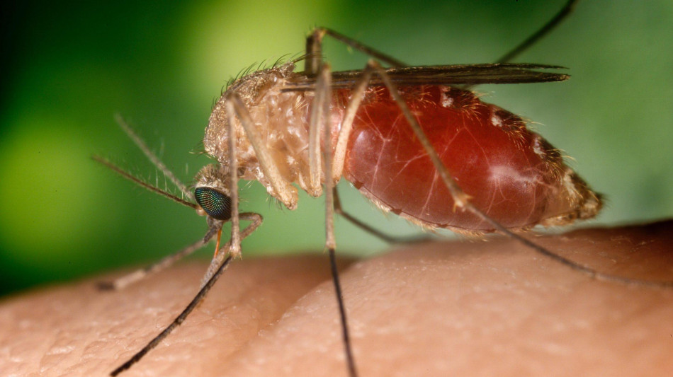 Altri 7 casi di West Nile nel Lazio, anche in provincia di Roma