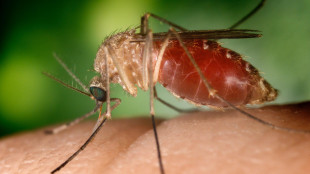 Altri 7 casi di West Nile nel Lazio, anche in provincia di Roma