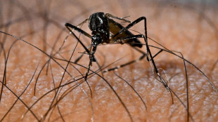 Iss, nel 2025 in Italia 96 casi di dengue e 30 di Chykungunya